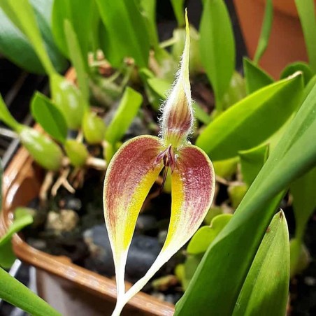 Bulbophyllum maxillare