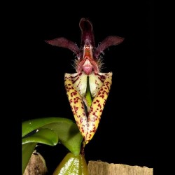 Bulbophyllum lasiochilum