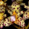Bulbophyllum violaceolabellum