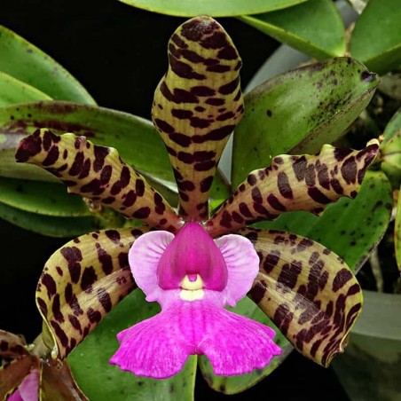 Cattleya aclandiae