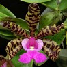 Cattleya aclandiae
