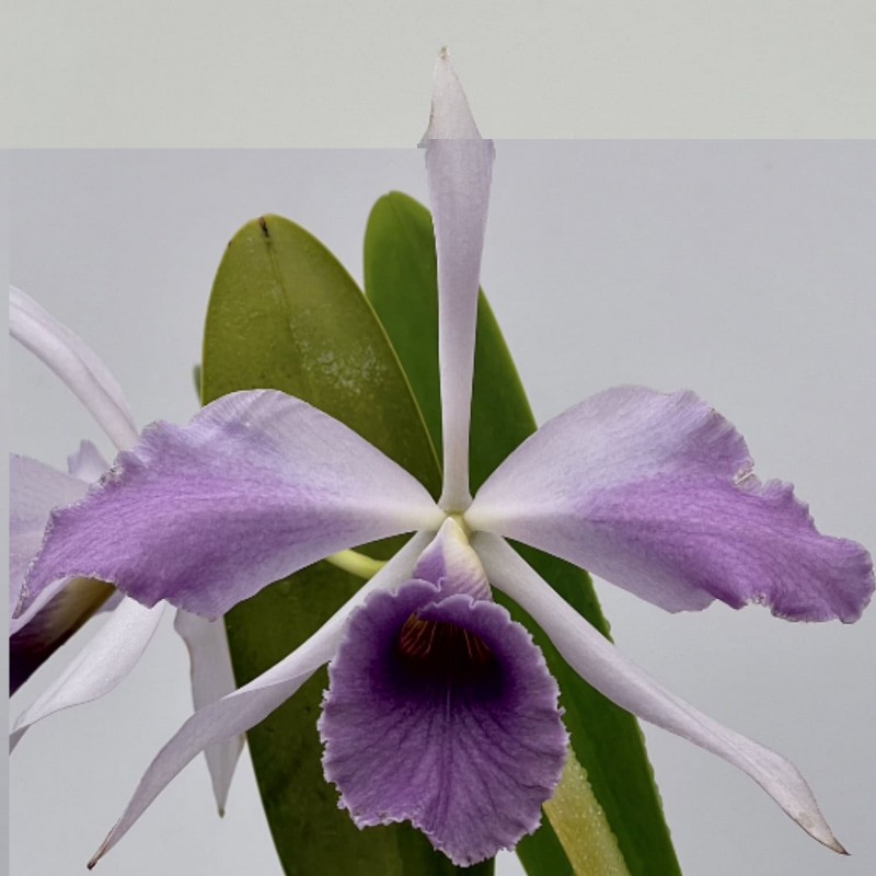 Cattleya C. G. Roebling (1895) 'Blue Indigo'