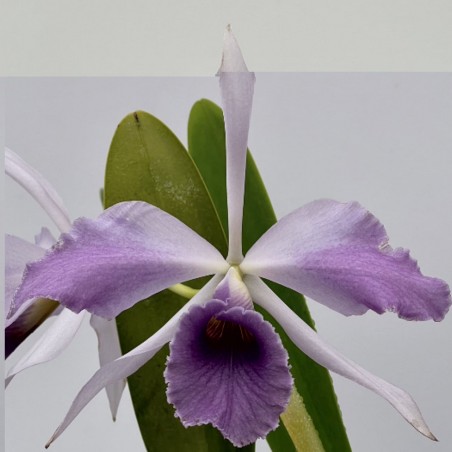 Cattleya C. G. Roebling (1895) 'Blue Indigo'