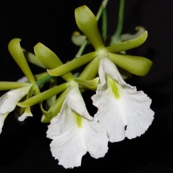 Prosthechea mariae