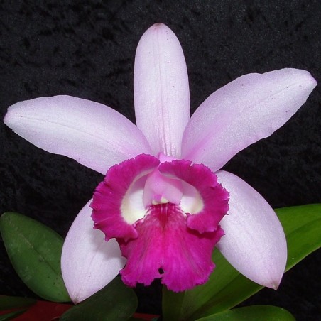 Cattleya intermedia f. orlata 'Rio'