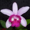 Cattleya intermedia f. orlata 'Rio'