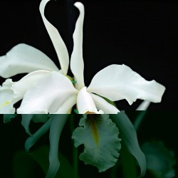 Cattleya maxima f. albescens 'Königin Silvia'