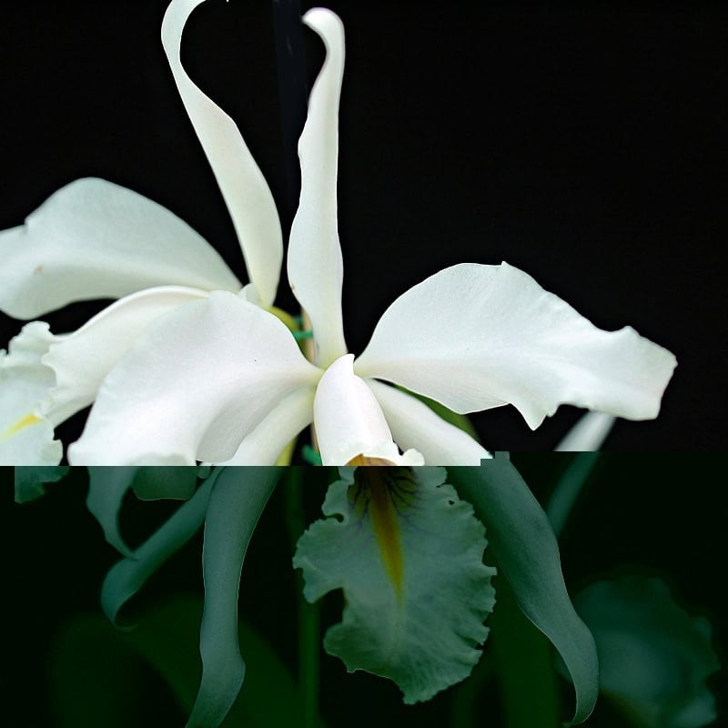 Cattleya maxima f. albescens 'Königin Silvia'