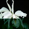 Cattleya maxima f. albescens 'Königin Silvia'