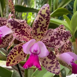 Cattleya Green Emerald 'Orchid Queen'