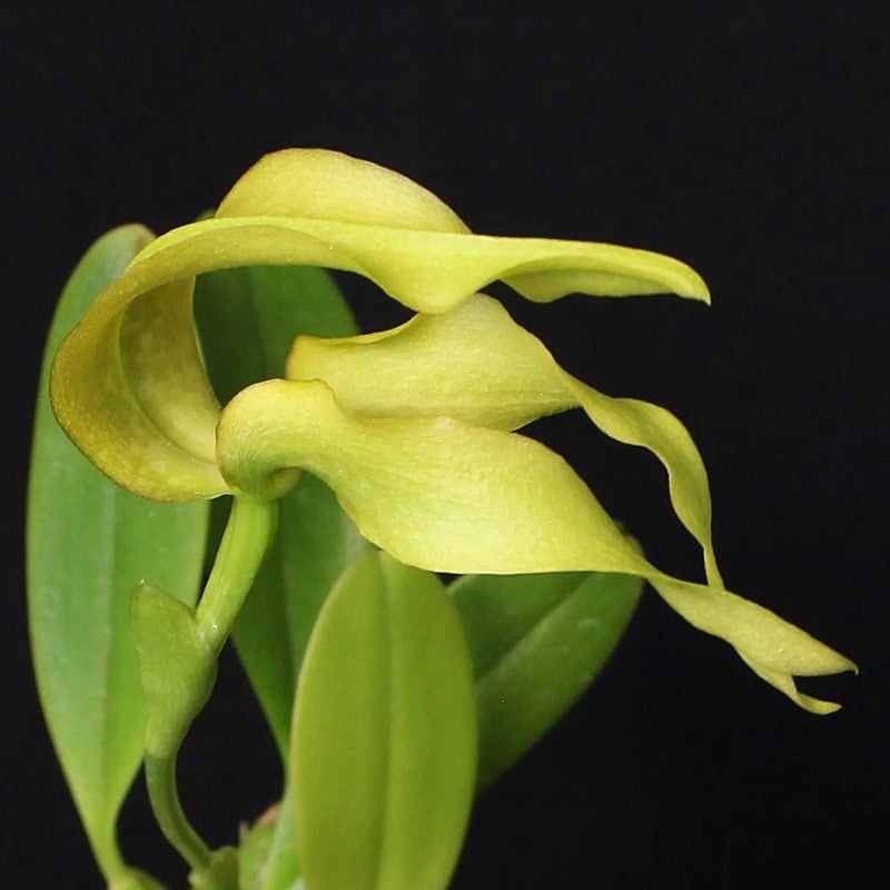 Bulbophyllum micholitzii