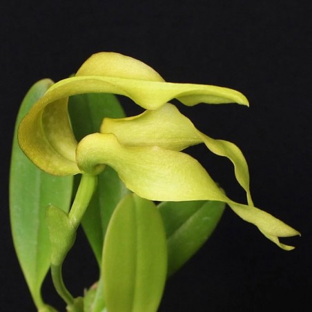Bulbophyllum micholitzii