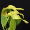 Bulbophyllum micholitzii