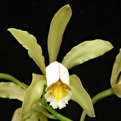 Cattleya forbesii