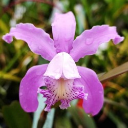 Cattleya (kerrii x schilleriana)