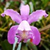 Cattleya (kerrii x schilleriana)
