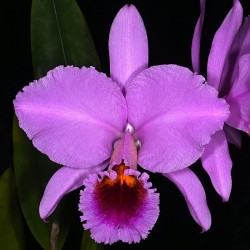 Cattleya percivaliana 'Alberts'
