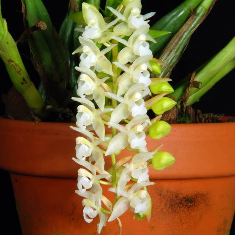 Coelogyne chinensis