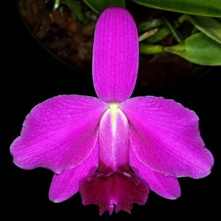 Cattleya pumila