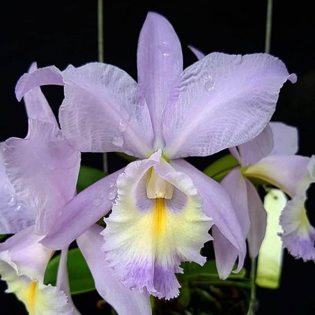 Cattleya Sea Breeze 'Blue Ribbon'