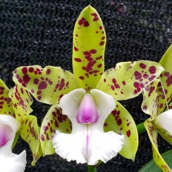 Cattleya YNS Green Leopard 'Caterpillar'