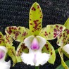 Cattleya YNS Green Leopard 'Caterpillar'