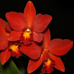 Cattlianthe Little Hazel