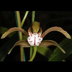 Cymbidium erythraeum