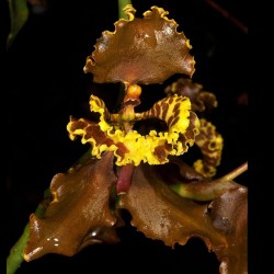 Cyrtochilum detortum
