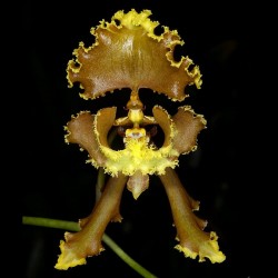 Cyrtochilum serratum