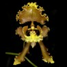 Cyrtochilum serratum