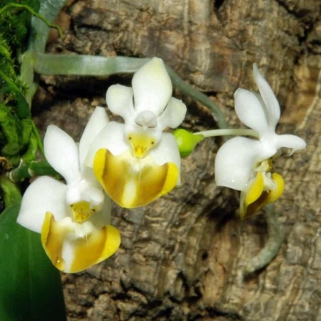 Phalaenopsis lobbii f. flava (PHAL048)