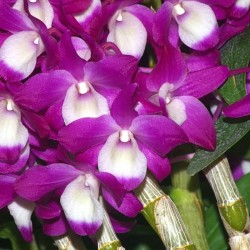 Dendrobium Hamana Lake
