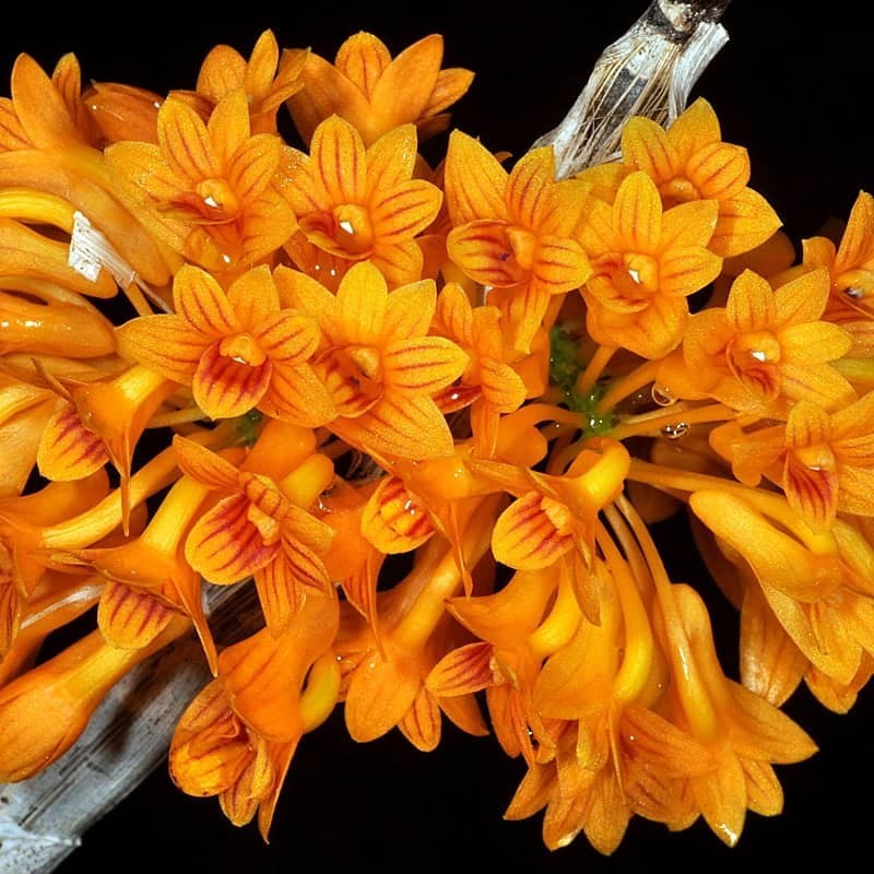 Dendrobium bullenianum