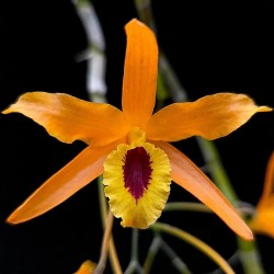 Dendrobium Chanthaboon Sunrise