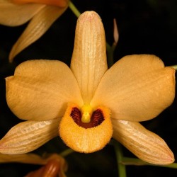 Dendrobium moschatum