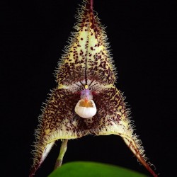 Dracula chimaera