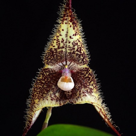 Dracula chimaera