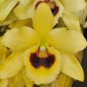 Dendrobium Golden Blossom 'Kogane' (variegated leaf)