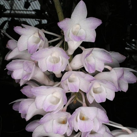 Dendrobium fairchildiae