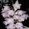 Dendrobium fairchildiae