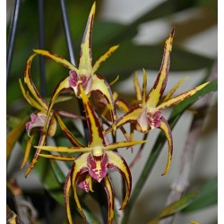 Dendrobium Aussie Parade 'Carrot Splash'