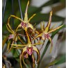 Dendrobium Aussie Parade 'Carrot Splash'