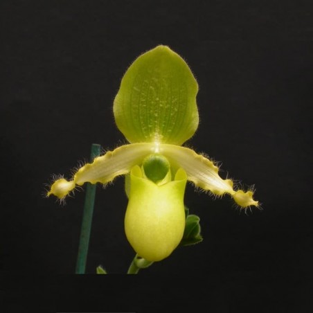 Paphiopedilum primulinum