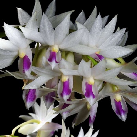 Dendrobium amethystoglossum