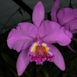Cattleya lueddemanniana