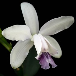Cattleya intermedia f. coerulea