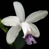 Cattleya intermedia f. coerulea