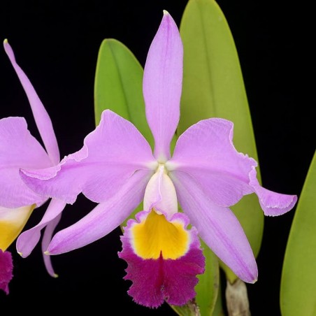 Cattleya wallisii 'Mt. Ito'
