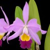 Cattleya wallisii 'Mt. Ito'